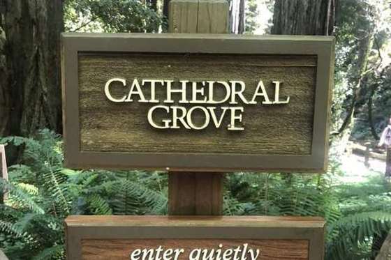 Cathedral Grove sign among the redwoods at Muir Woods National Monument